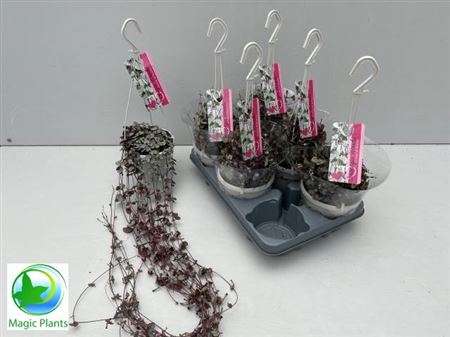 Церопегия woodii 