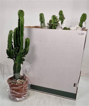 Эуфорбия Ingens (75 см) 