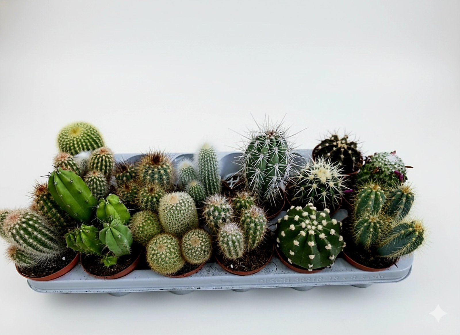 Кактус микс 10 - 18 см 