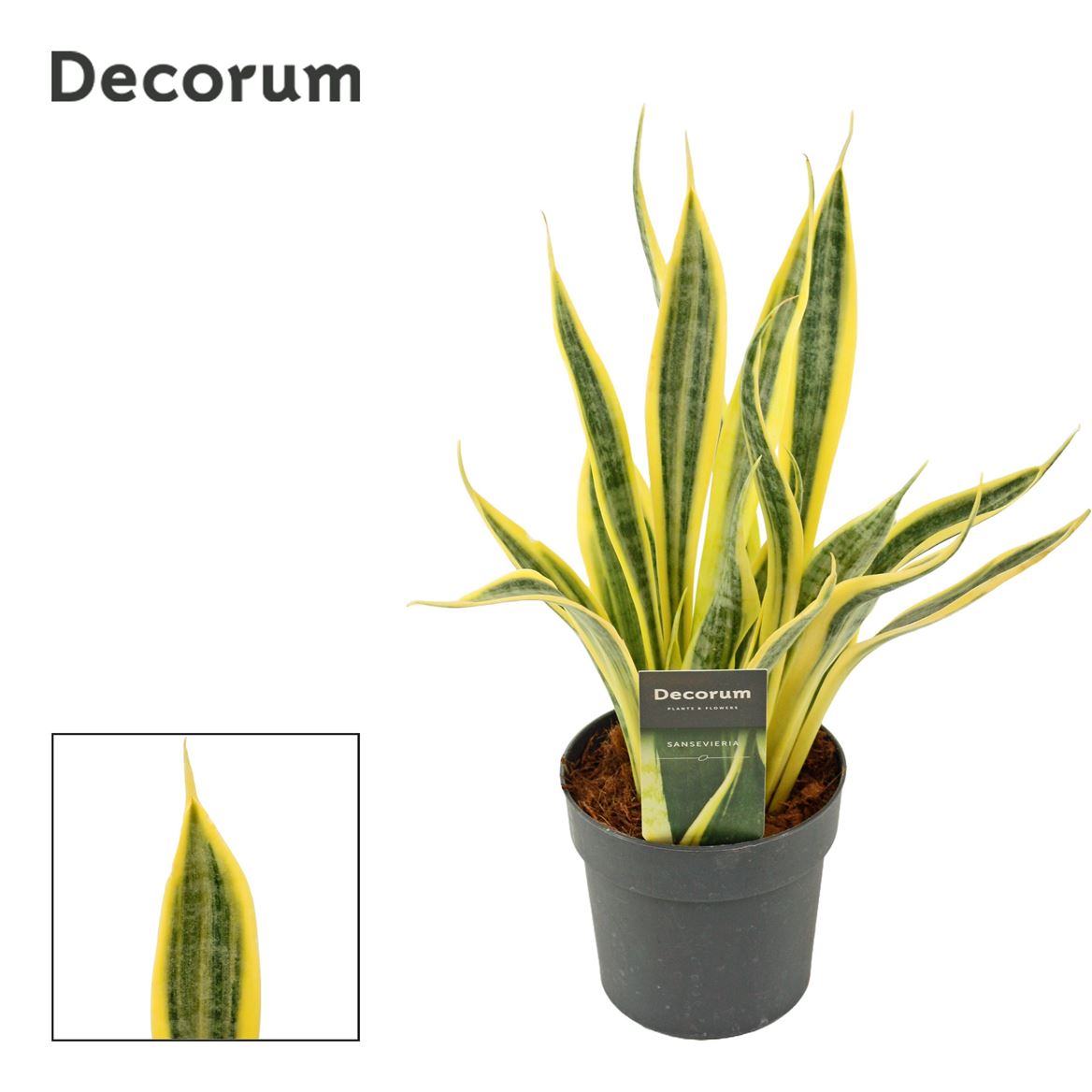 Cансевиерия Dorado 