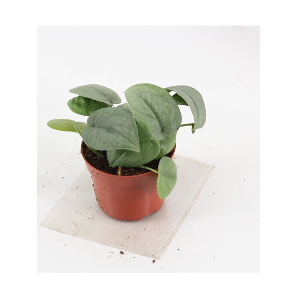 Сциндапсус 