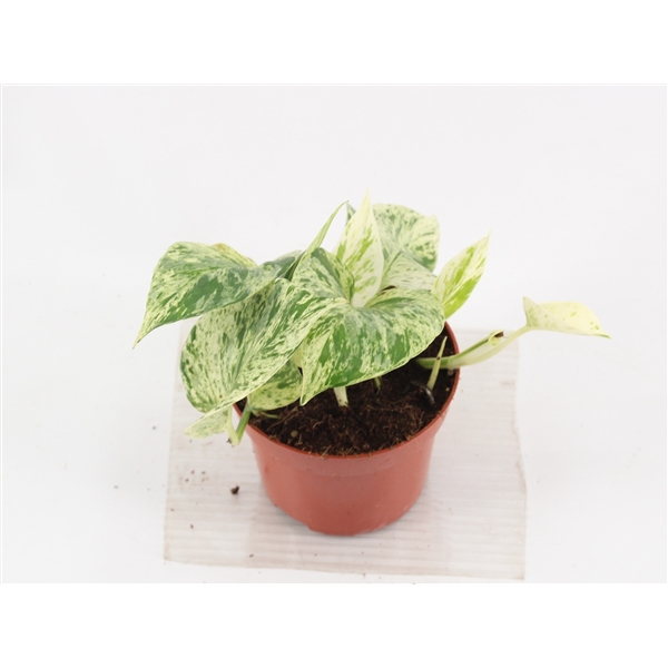 Сциндапсус 