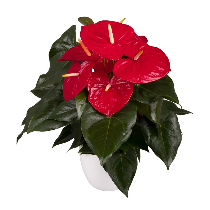 Антуриум Андрианум Айдахо Anthurium andreanum 'Idaho' (60см) 