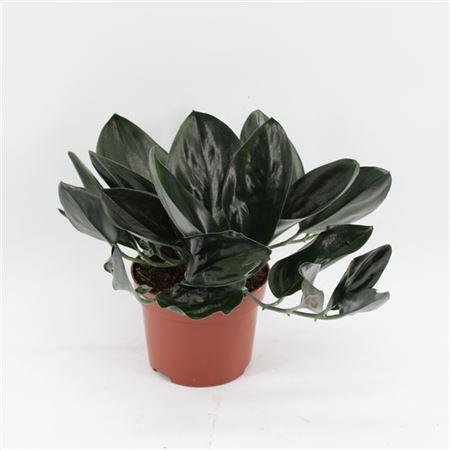 Сциндапсус Treubii 'Dark' ('Dark Form') 