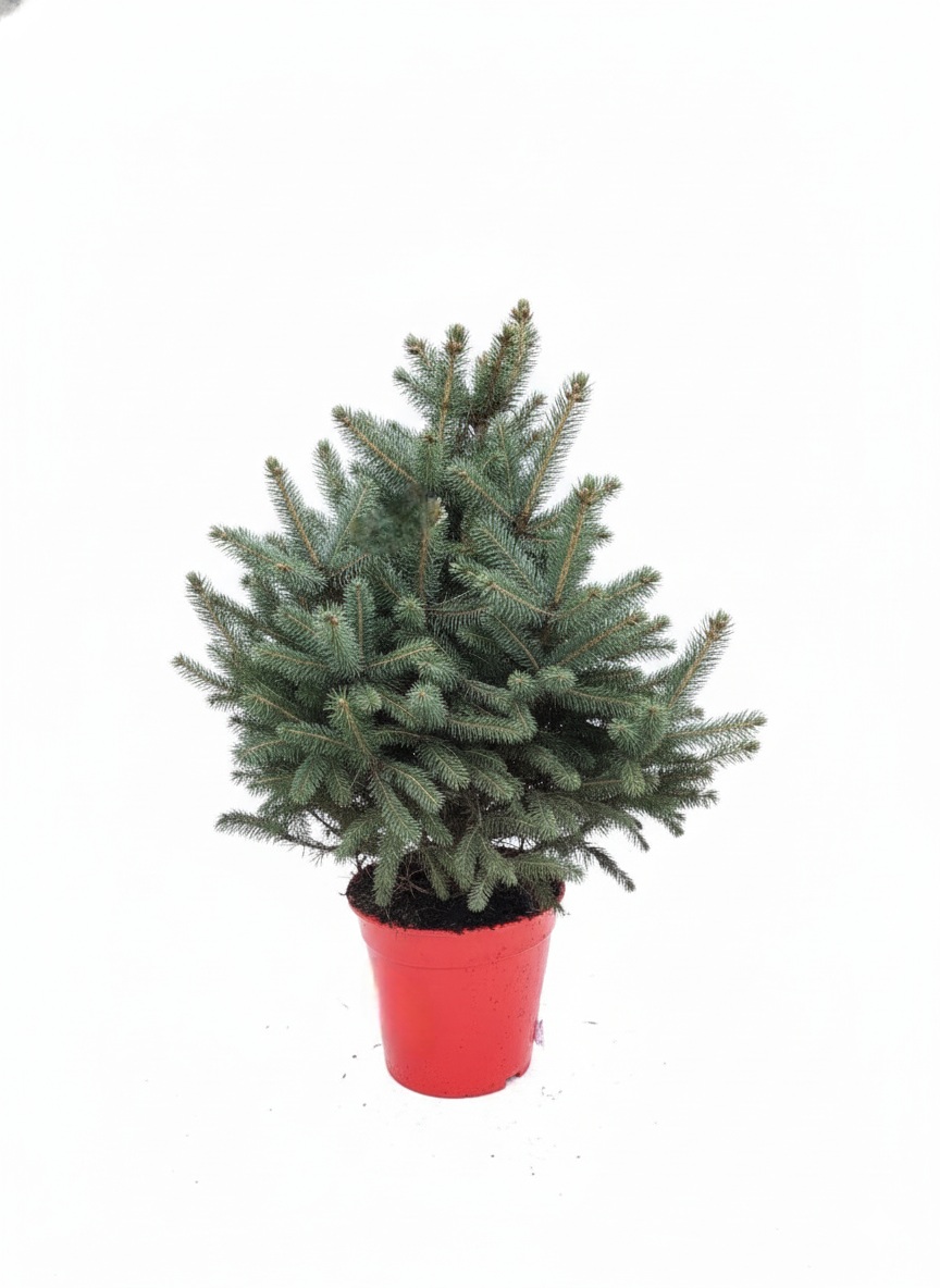 Ель pungens SuperBlue 80 см 