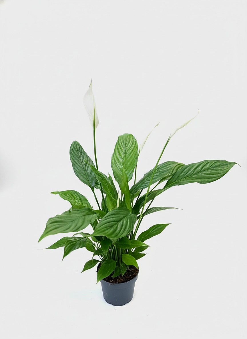 Спатифиллум Strauss 55 см 
