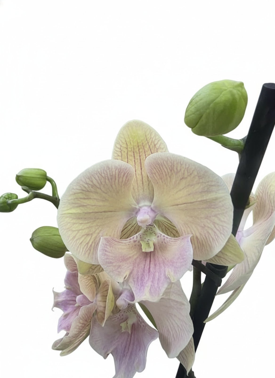 Фаленопсис Биг Лип (количество цветоносов - 2, стандарт, 70 см.)