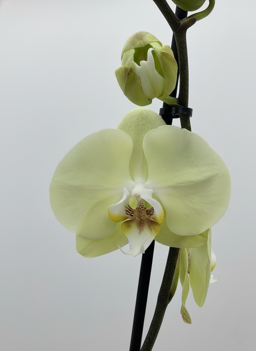 Фаленопсис (количество цветоносов - 1, стандарт, 70 см.)