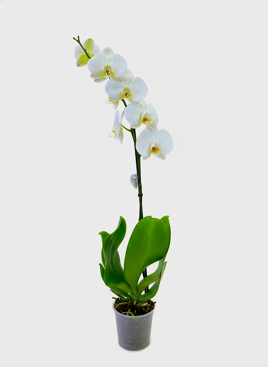 Фаленопсис (количество цветоносов - 1, стандарт, 70 см.)