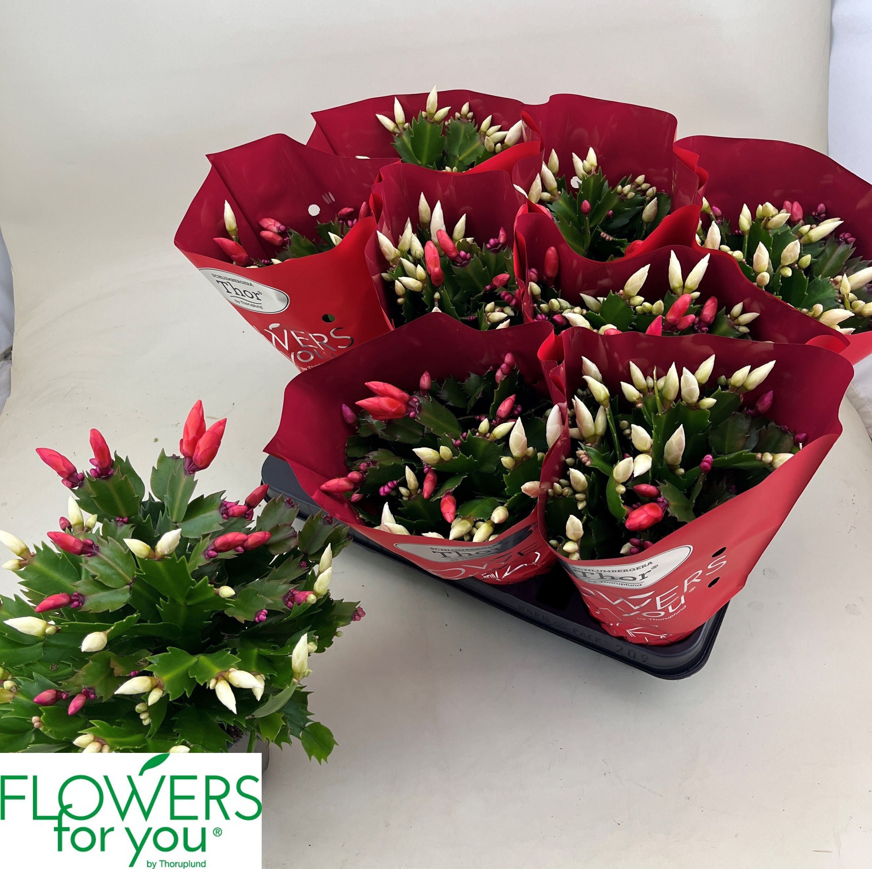 Шлюмбергера микс сортов ожидается 12,12,2025