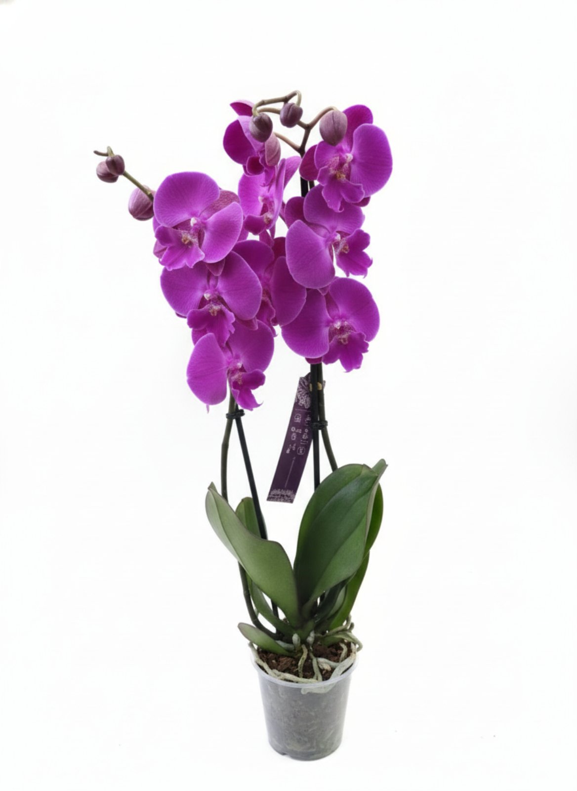 Фаленопсис (количество цветоносов - 2, стандарт, 60 см.)