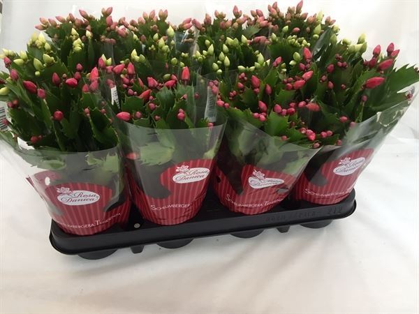 Шлюмбергера