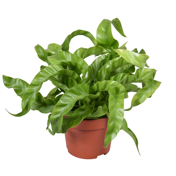 Асплениум  Asplenium antiquum 