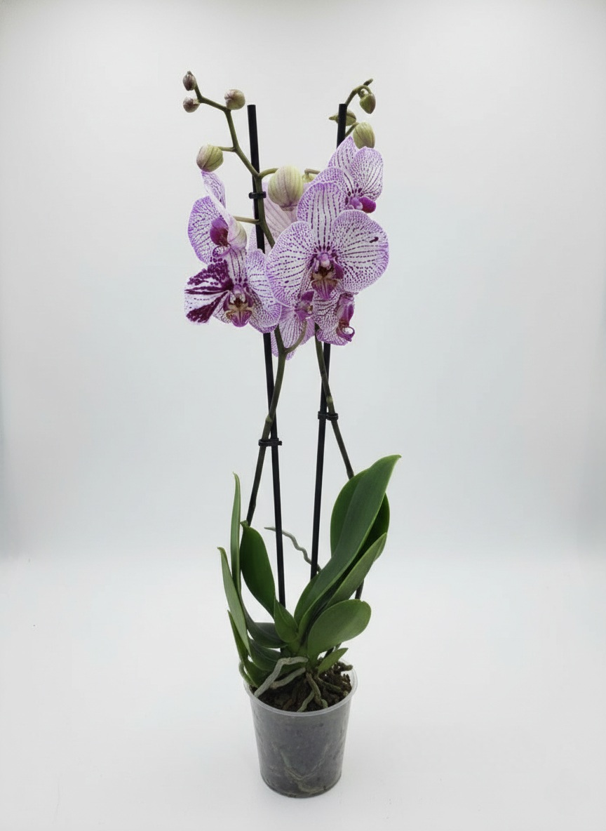 Фаленопсис (количество цветоносов - 2, стандарт, 65 см.)