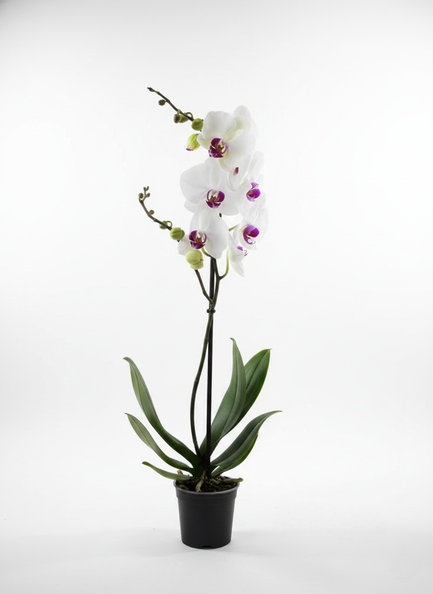 Фаленопсис (количество цветоносов - 1, стандарт, 70 см.)