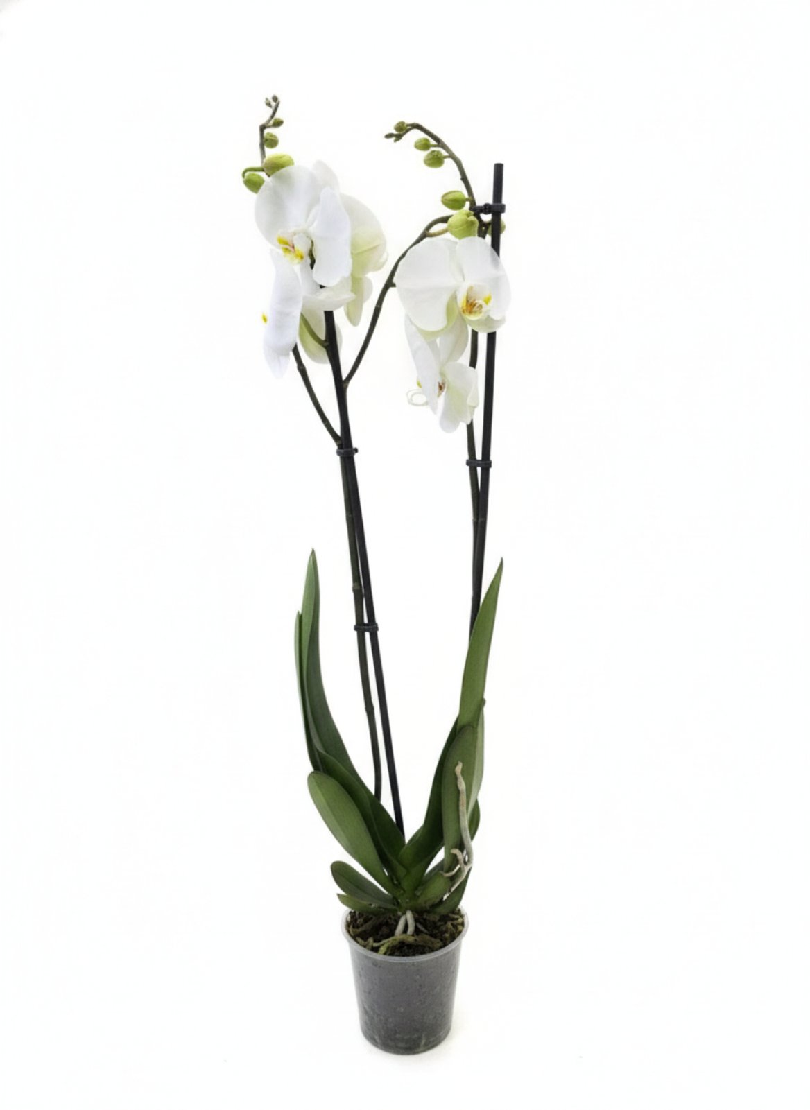 Фаленопсис (количество цветоносов - 2, стандарт, 75 см.)