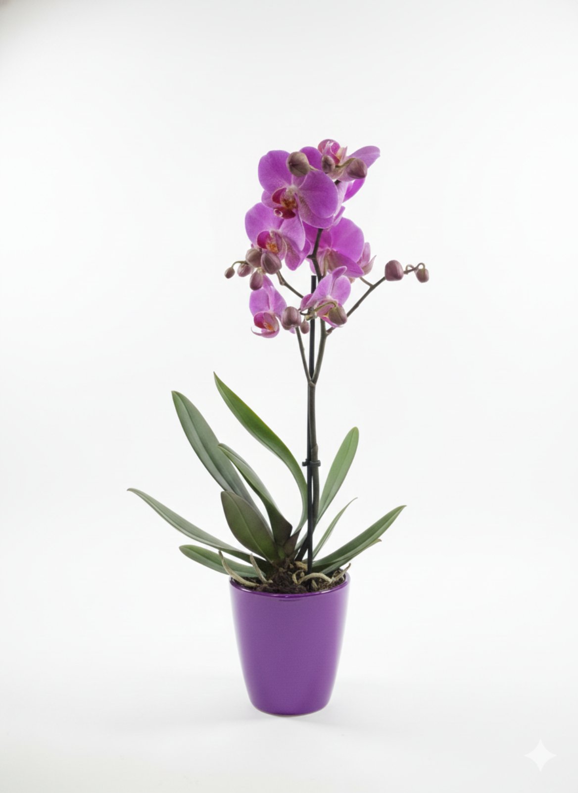 Фаленопсис (количество цветоносов - 1, стандарт, 48 см.)