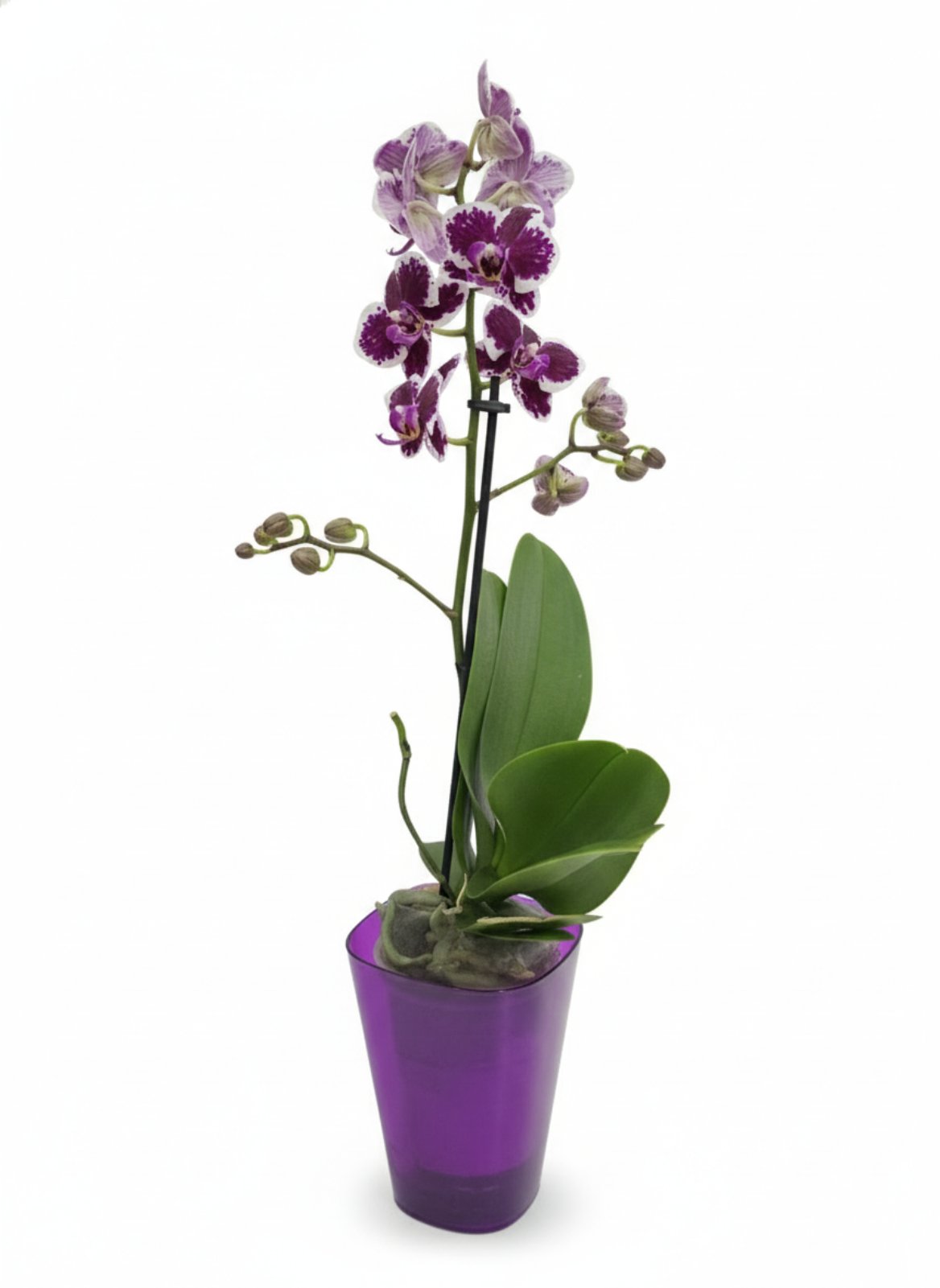 Фаленопсис (количество цветоносов - 1, стандарт, 46 см.)