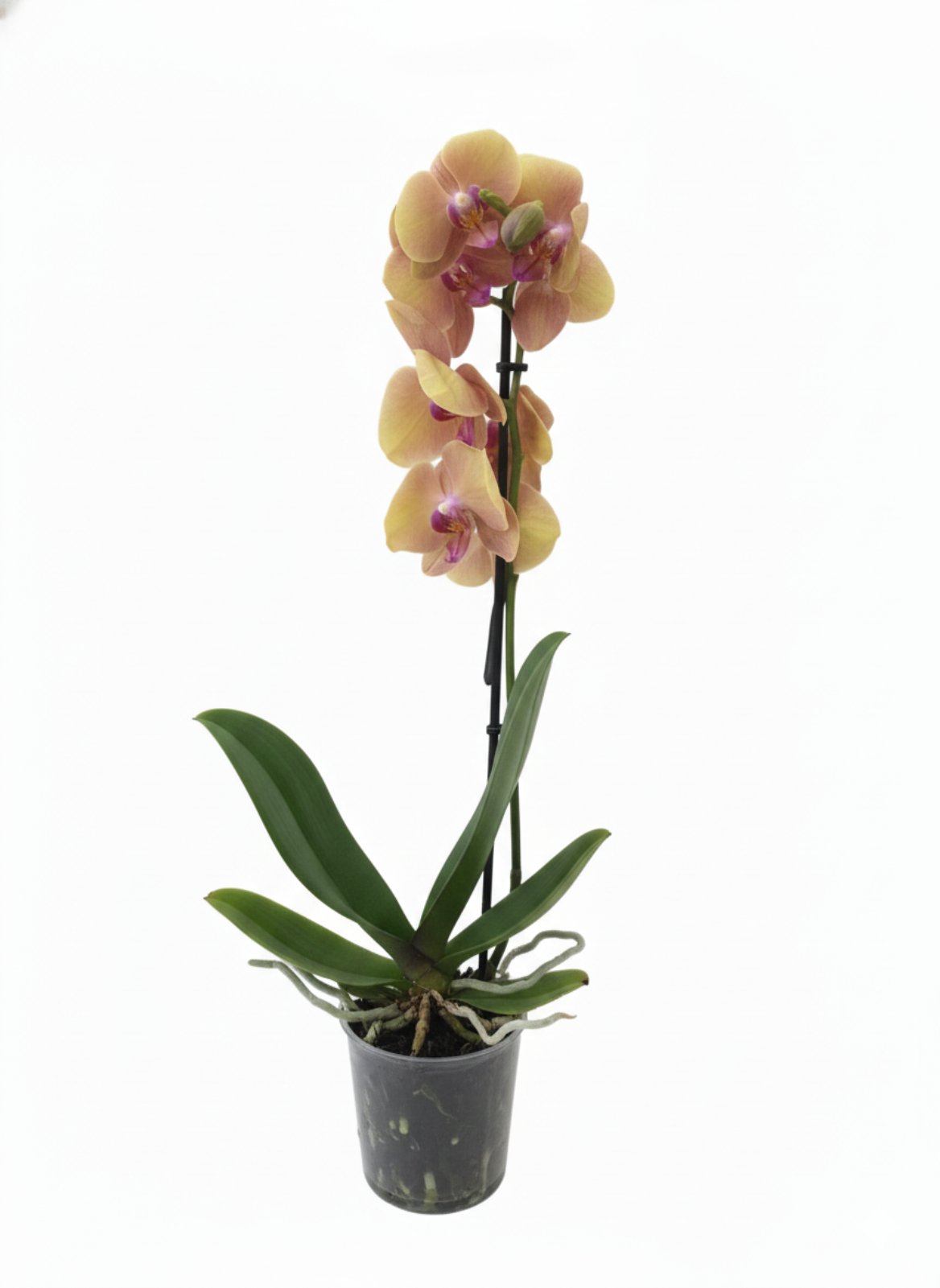 Фаленопсис (количество цветоносов - 1, стандарт, 50 см.)