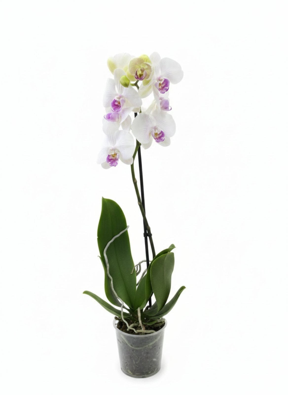 Фаленопсис (количество цветоносов - 1, стандарт, 50 см.)
