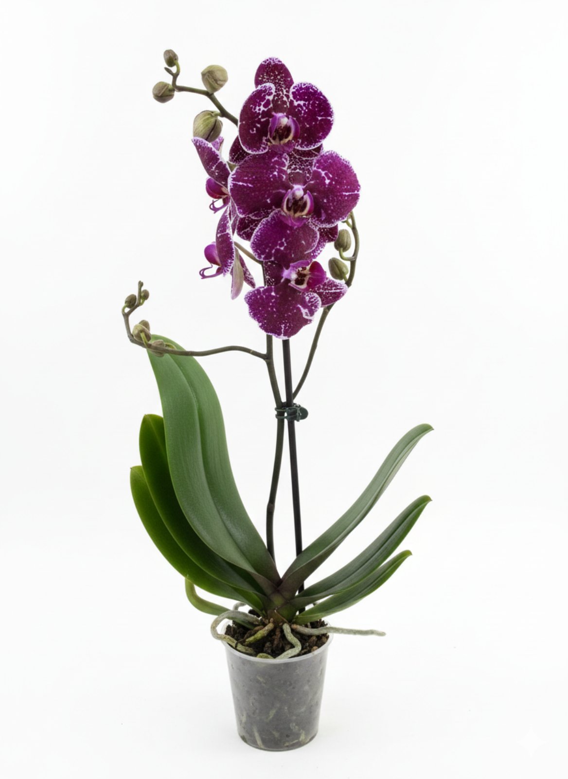 Фаленопсис (количество цветоносов - 1, стандарт, 55 см.)