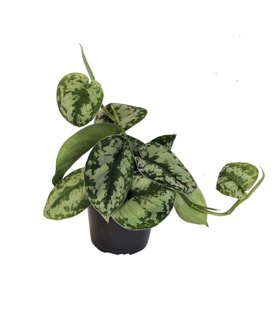 Сциндапсус 