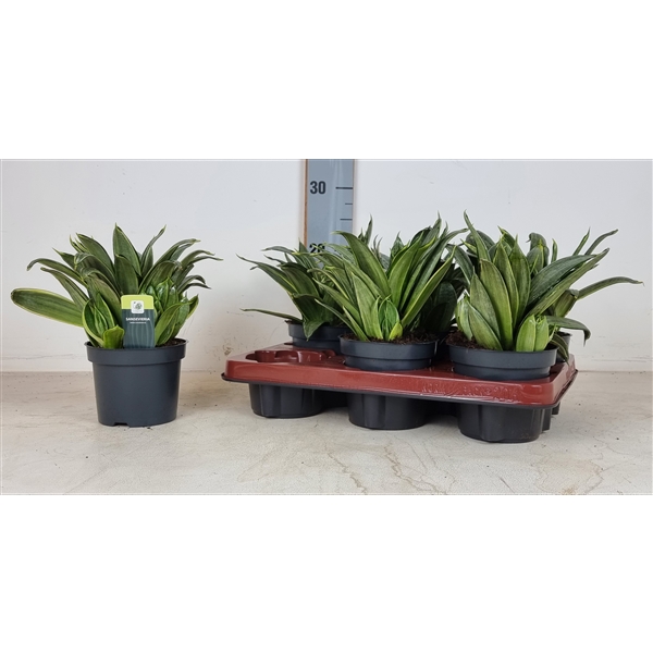 Сансевиерия Almond Silver (Sansevieria trifasciata Silver Frost) 