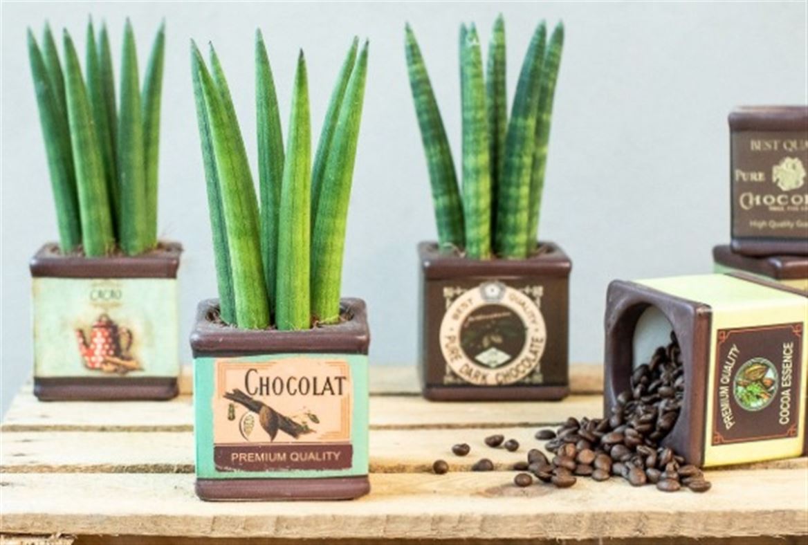 Сансевиерия  цилиндрика в керамическом кашпо  