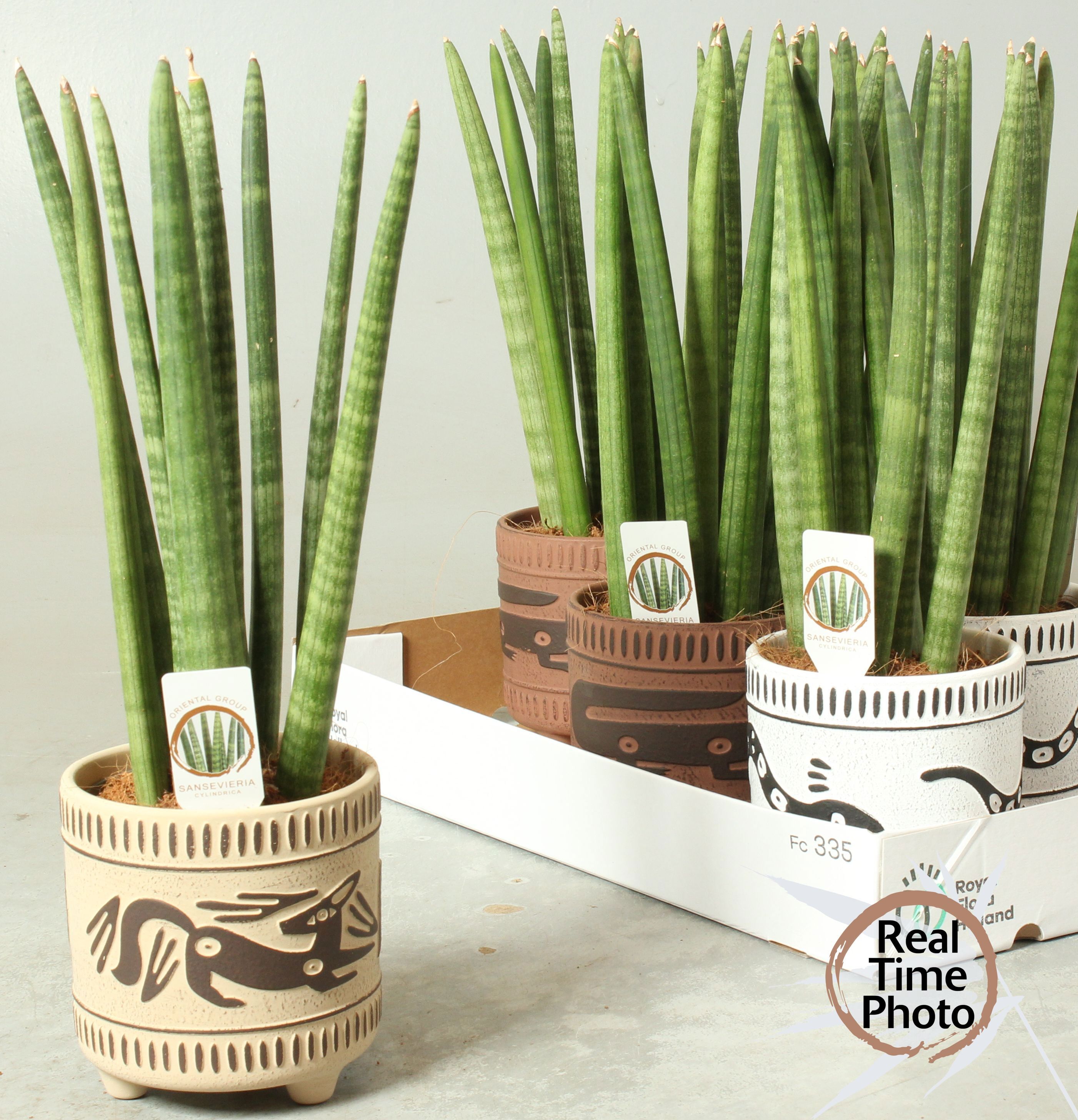 Сансевиерия  цилиндрика в керамическом кашпо  