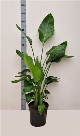 Strelitzia alba (Стрелиция белая, или величественная) 130 см 