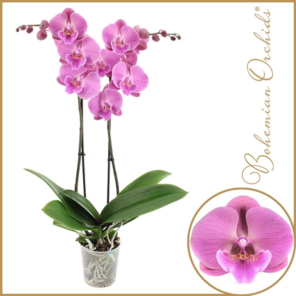 Фаленопсис 