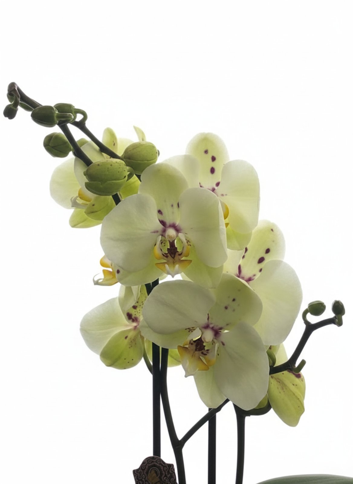 Фаленопсис 