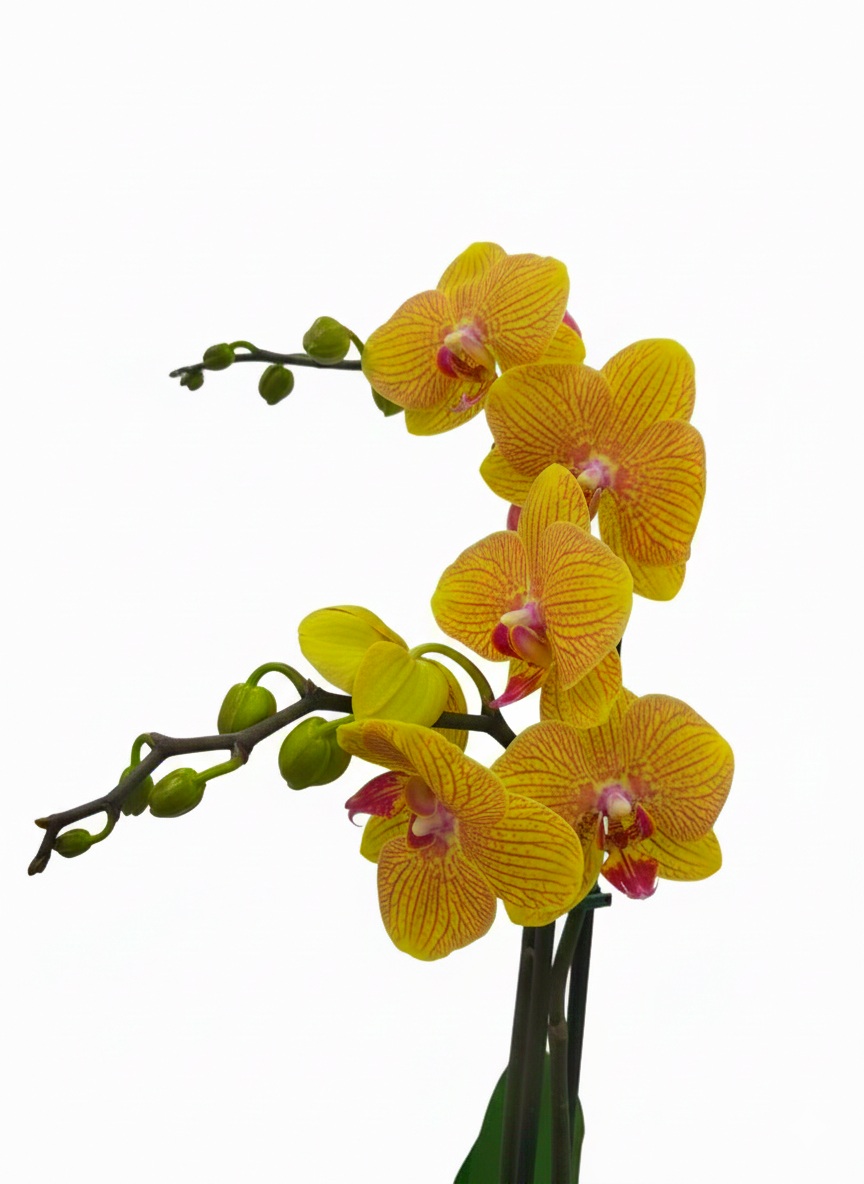 Фаленопсис 