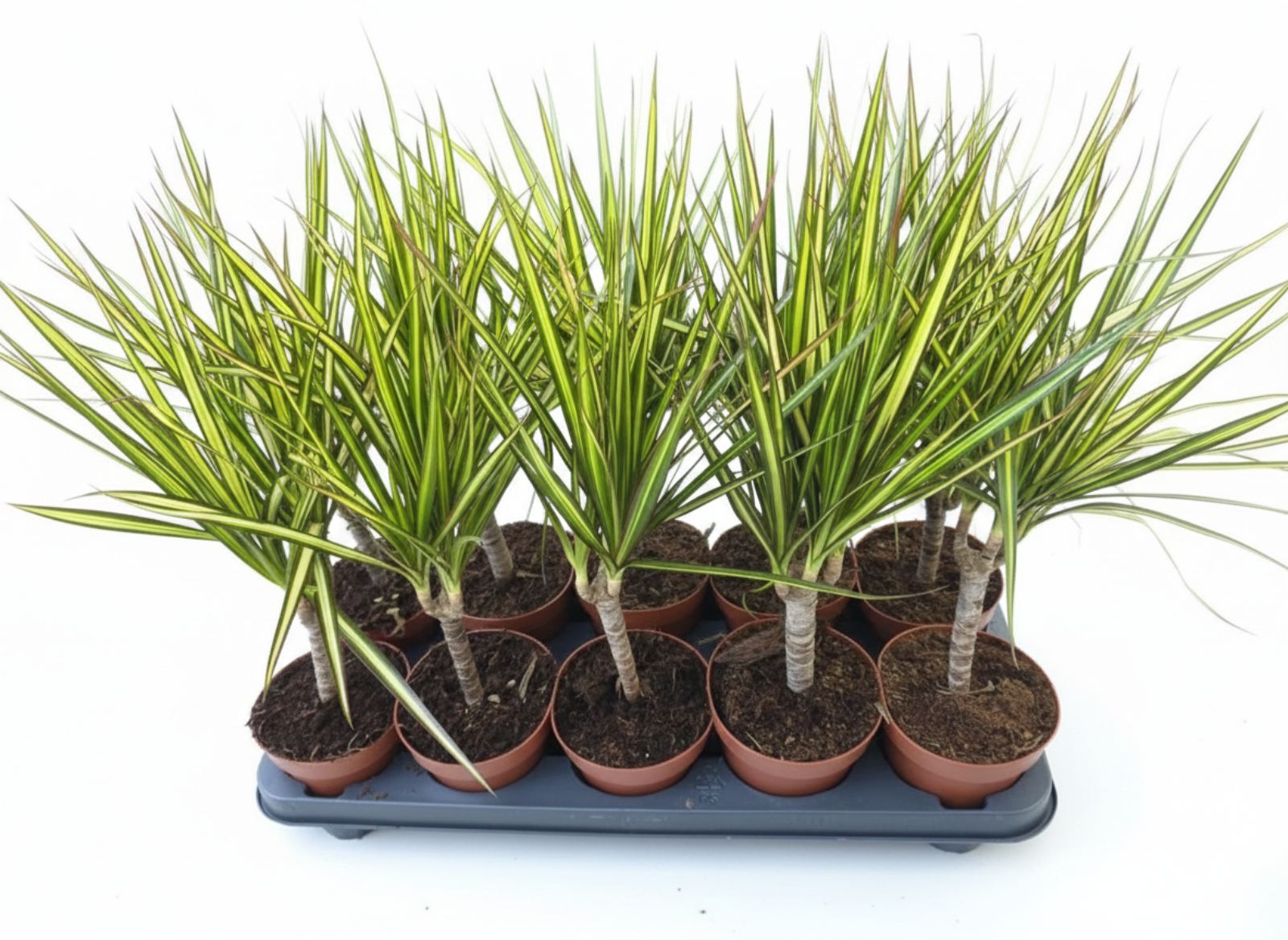 Драцена Sunray 45 см 