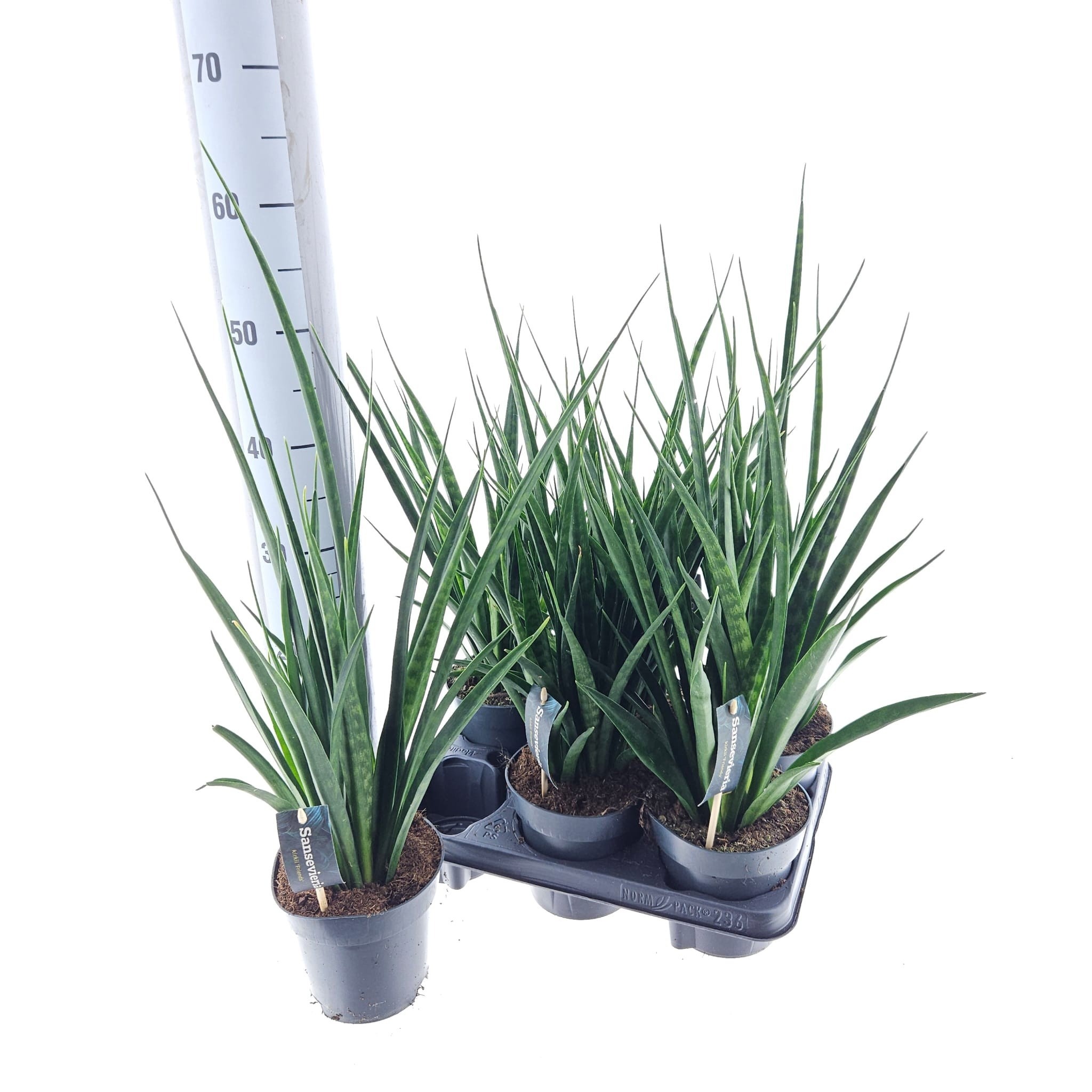 Сансевиерия Kirki Friends (55см) ожидается 07,02,2026