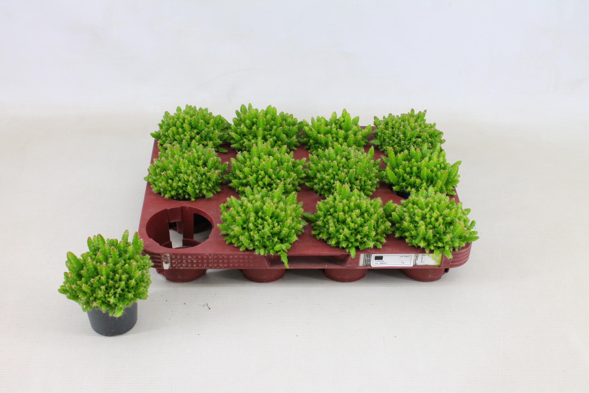 кактус Гилоцереус Hylocereus UndatusHylocereus undatus (Гилоцереус волнистый) 