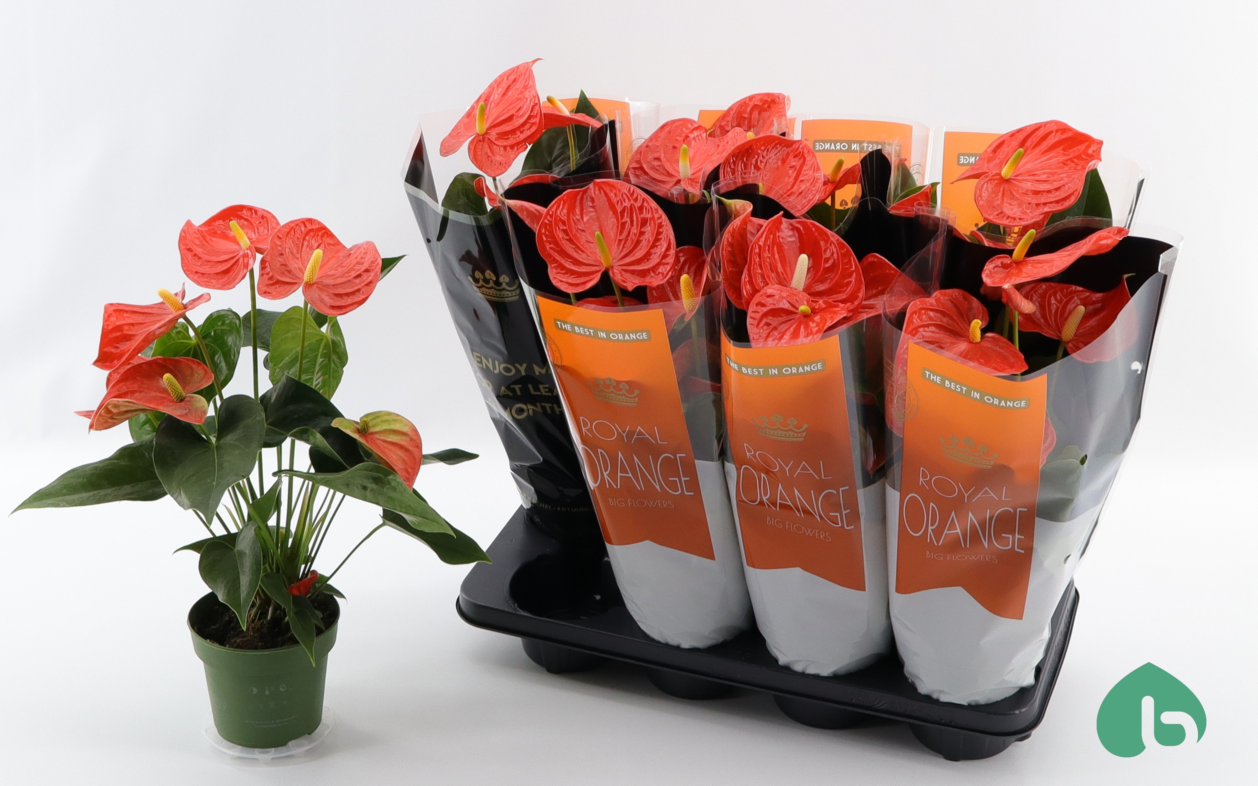 Антуріум An Florida (50см)