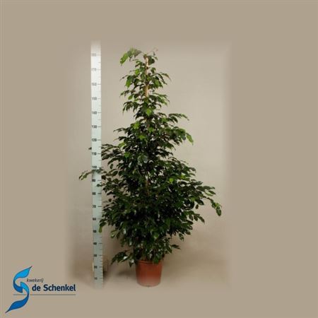 Фікус Бенджаміна Даніель (Ficus benjamina 'Danielle')