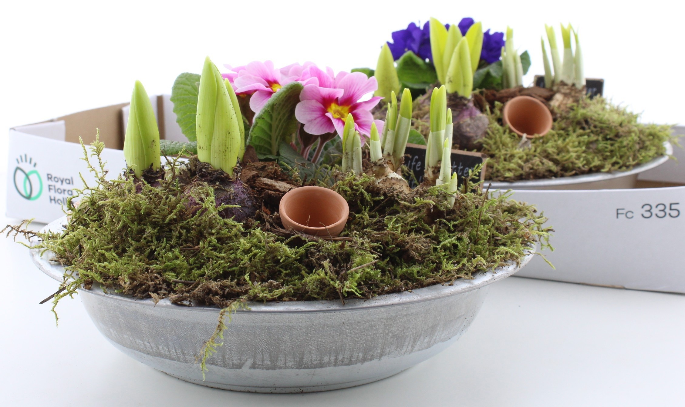 Композиції з першоцвітів 