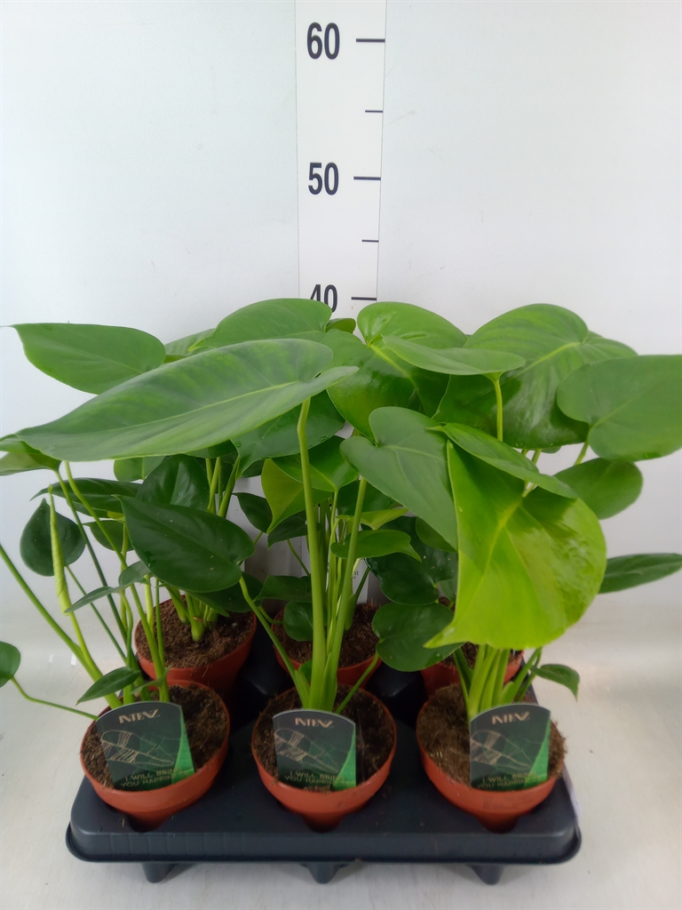 Monstera deliciosa 'Tauerii' 