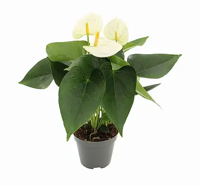 Антуриум An Cocos (55см)  