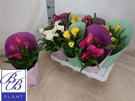  Зантадесхія 