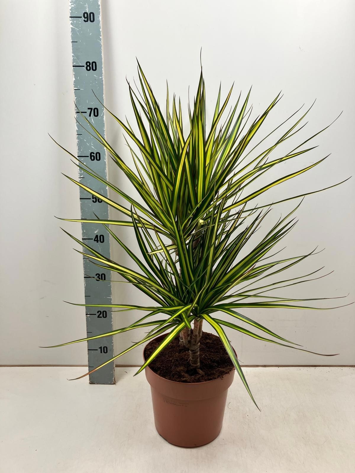 Драцена Маргината Санрай (Dracaena Marginata 'Sunray') 80см
