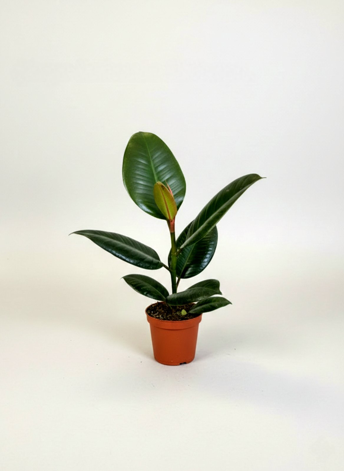 Фикус каучук Robusta 40 см 