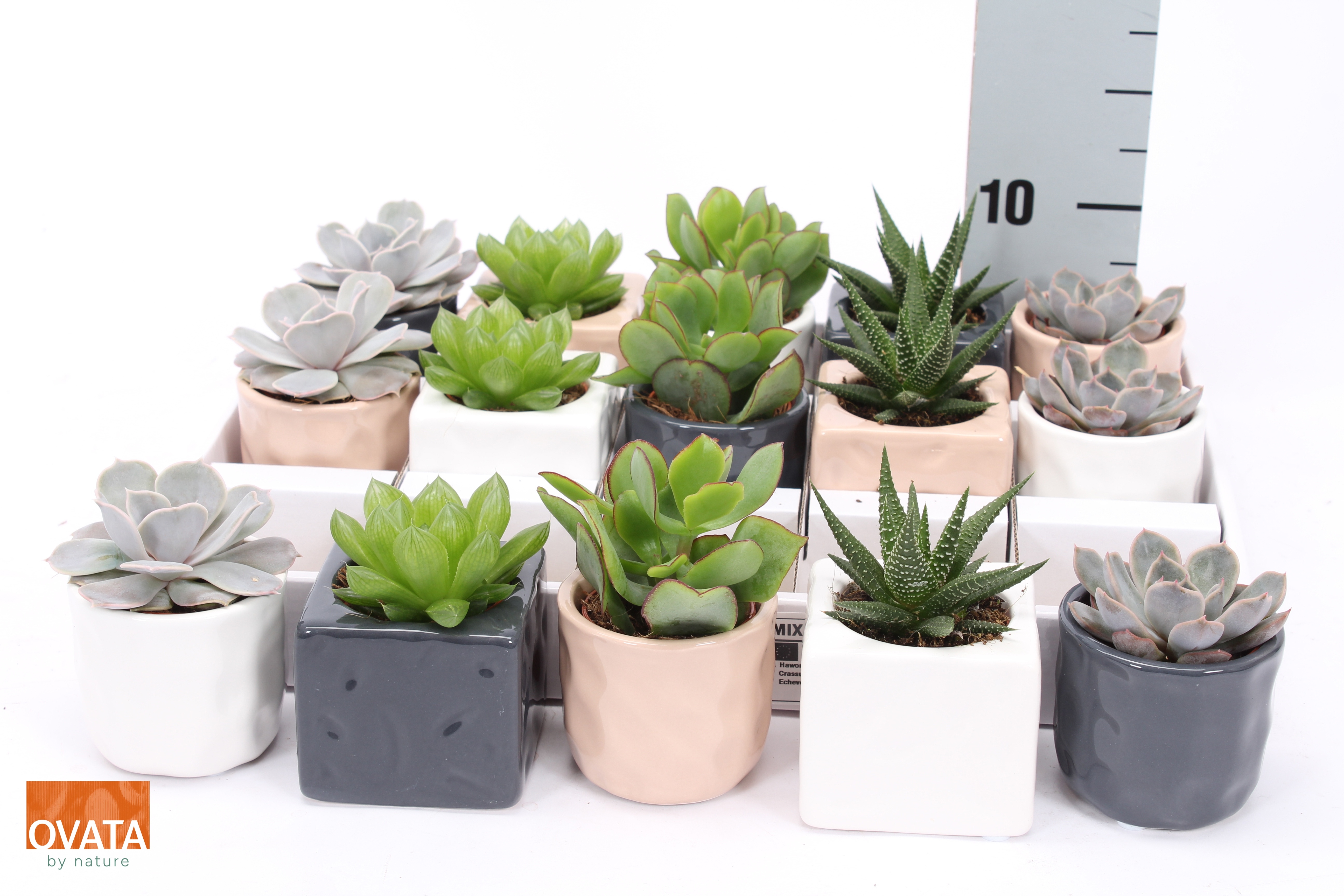 Суккулент в керамическом кашпо