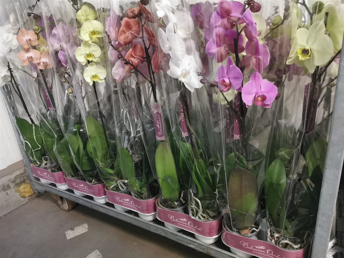 Фаленопсис микс сортов  (количество цветоносов - 1, стандарт, 80см) 