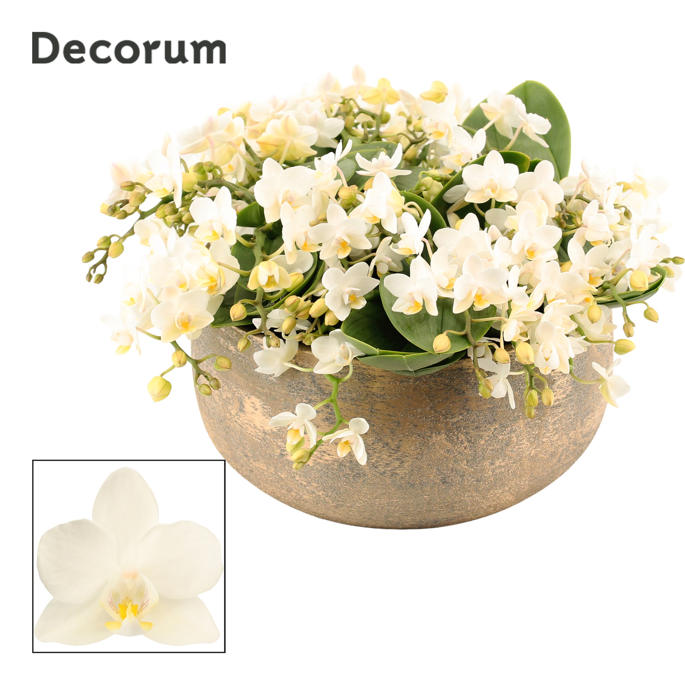 Фаленопсис  Mf An Nazare  