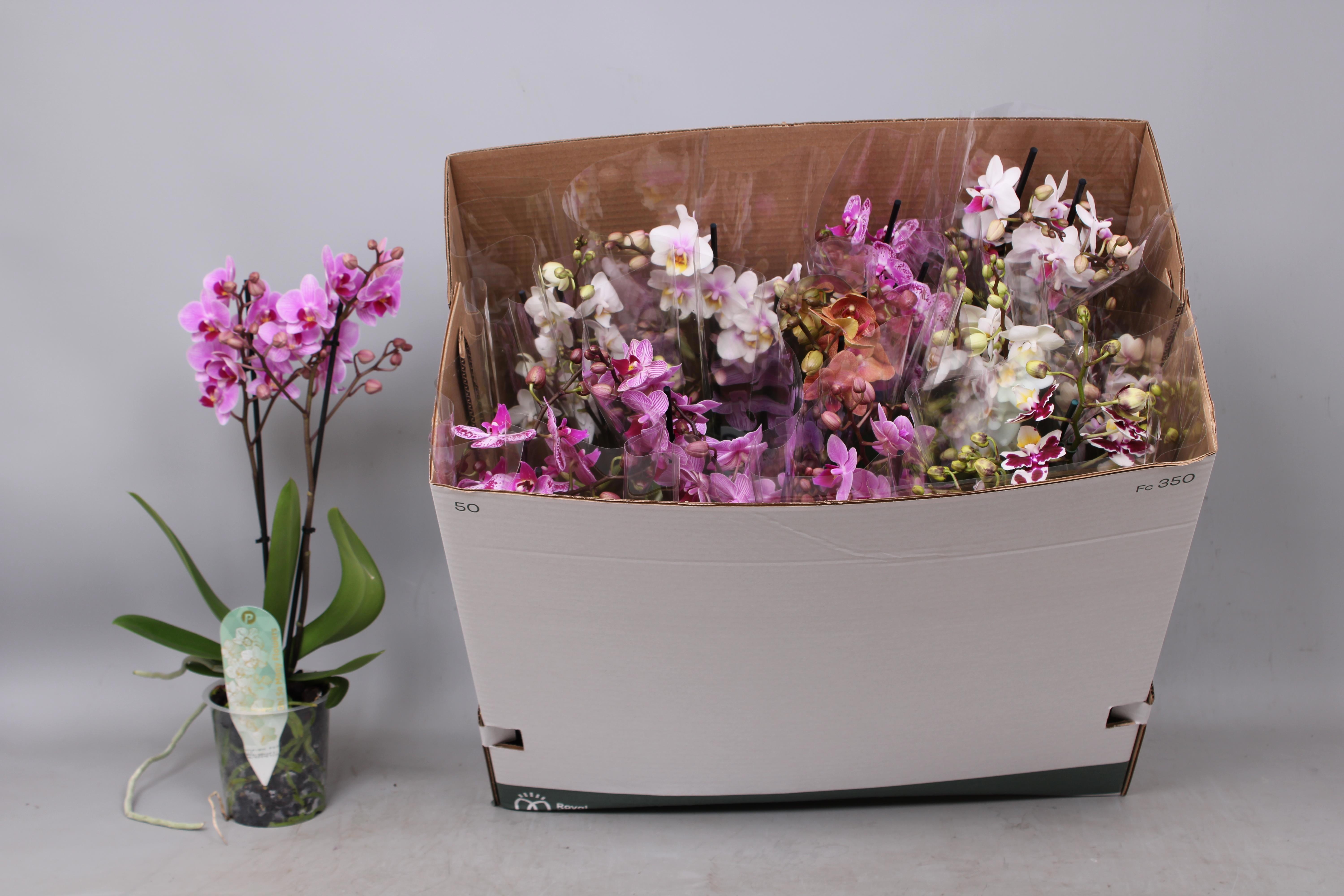 Фаленопсис мультифлора микс сортов 2 цветоноса 