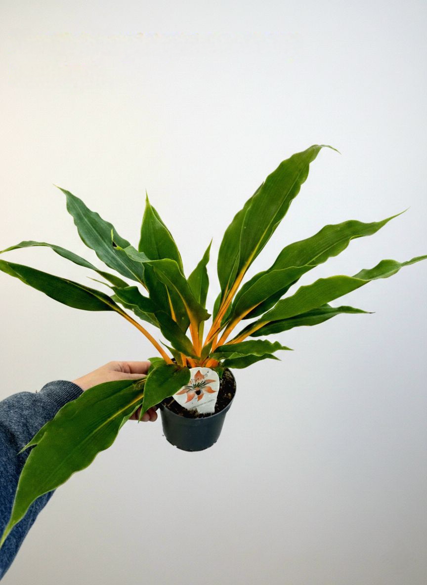  Хлорофитум GreenOrang 40 СМ 