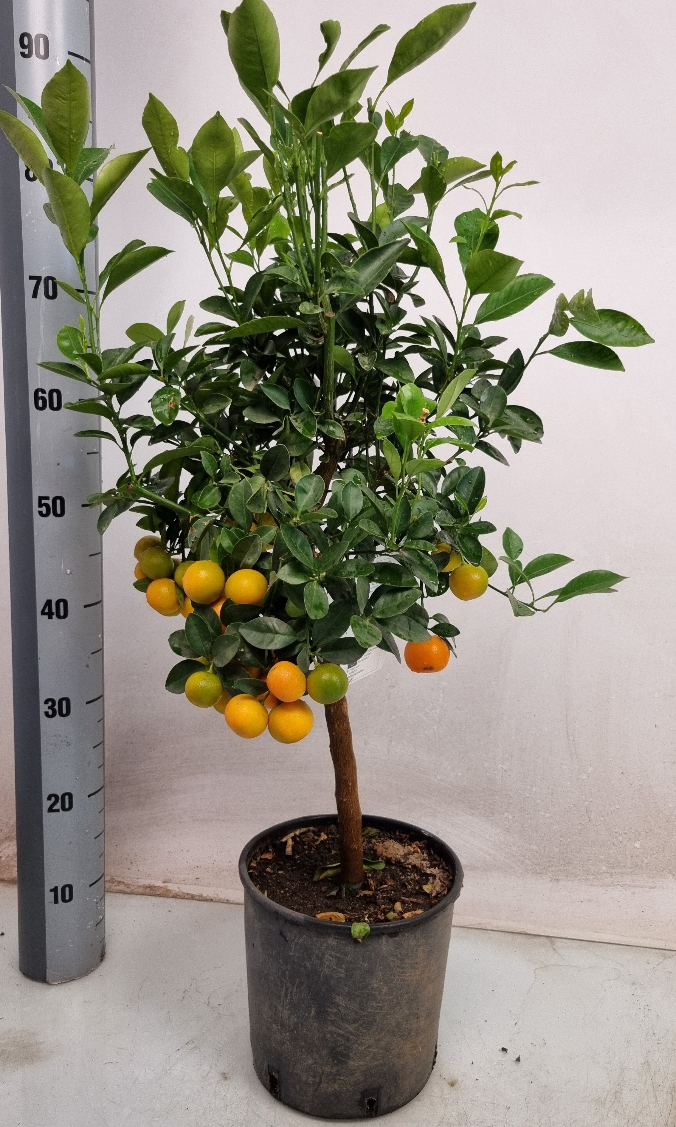 Цитрус Microcarpa (80см) очікується 13,06,2026